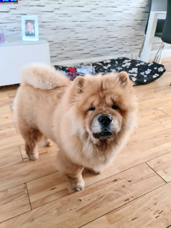 chow chow for sale gumtree